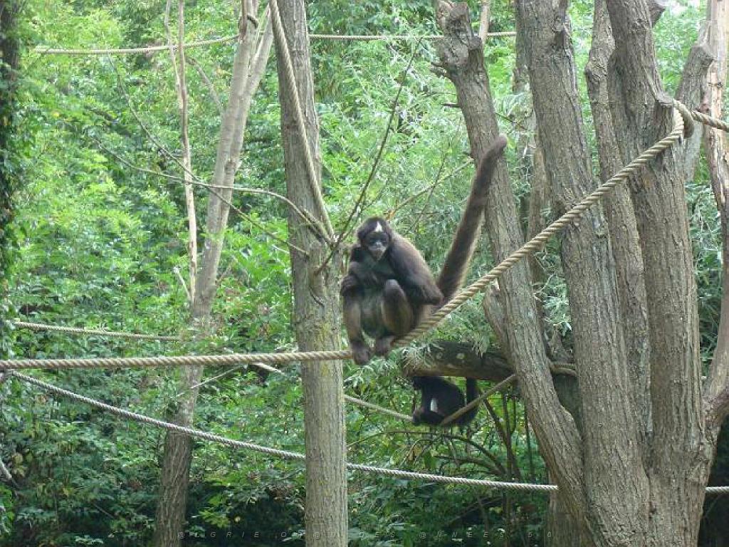 149 BIO PARC DE DOUE LA FONTAINE 5- 2016_000032.jpg